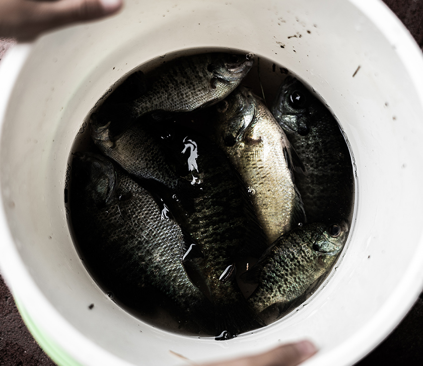 魚を釣った子供を撮影する親子の写真